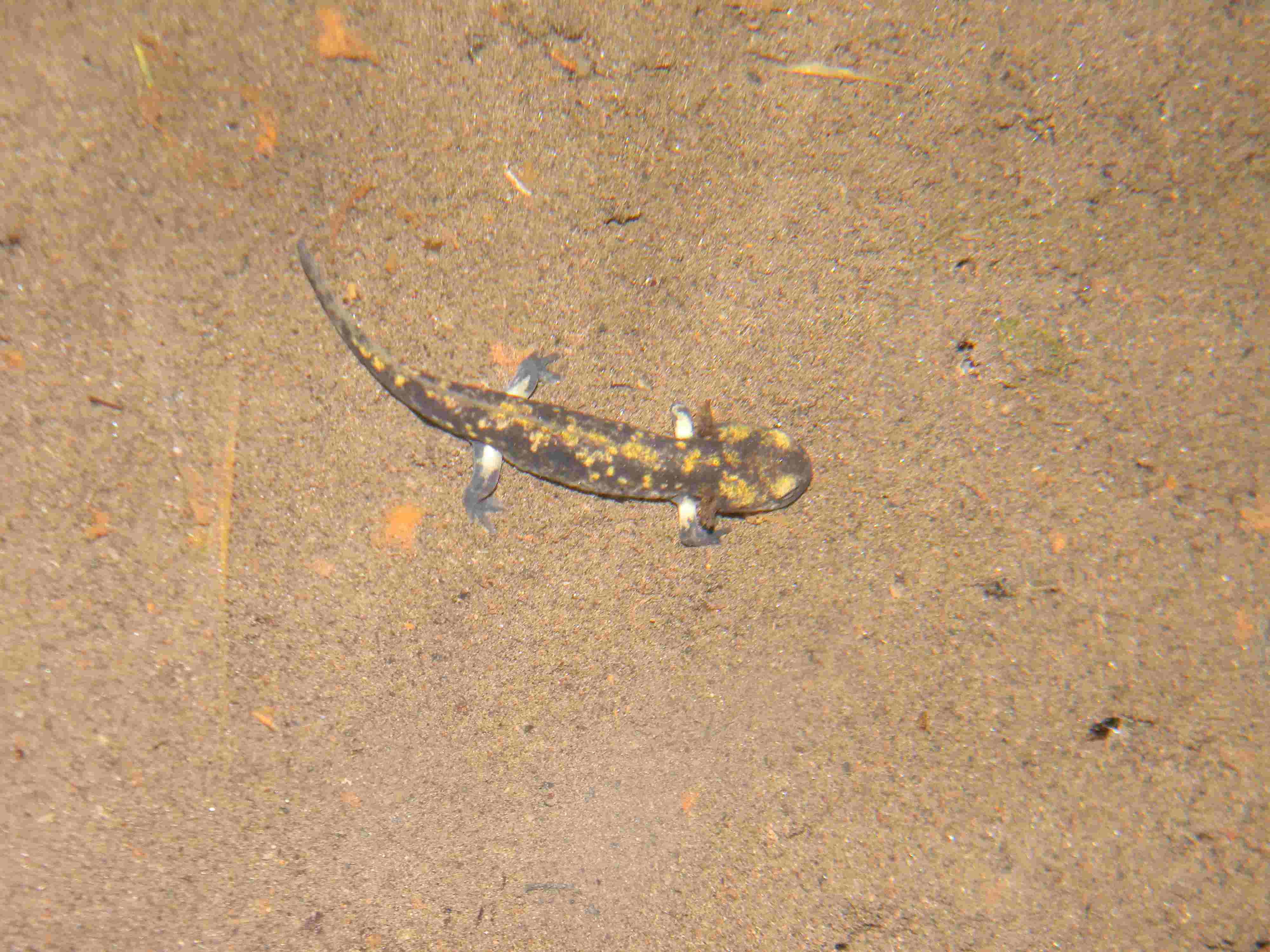 Giovane Salamandra...quale? Lissotriton vulgaris vulgaris